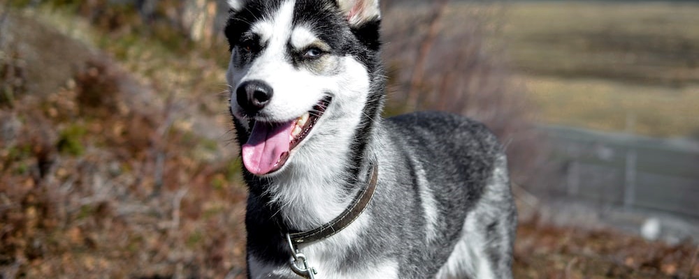 새끼 강아지 키우는법 15 이미지