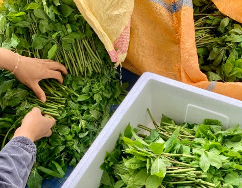 생방송투데이 이 주의 장바구니 강원도 평창 참두릅 365삼 구입 주문방법 산양삼, 오가피순, 명이나물, 고들빼기, 산더덕, 솔순, 도라지, 땅두릅