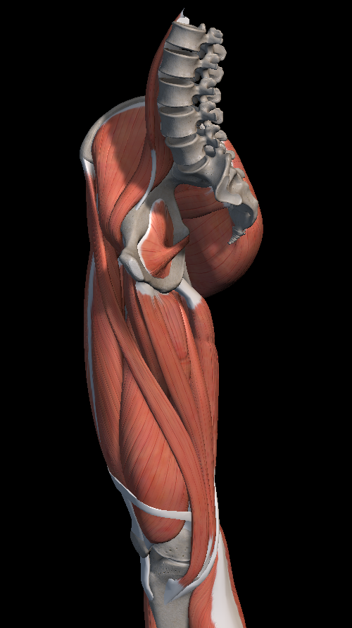 사타구니 통증 원인, 허벅지 안쪽 근육 파열?