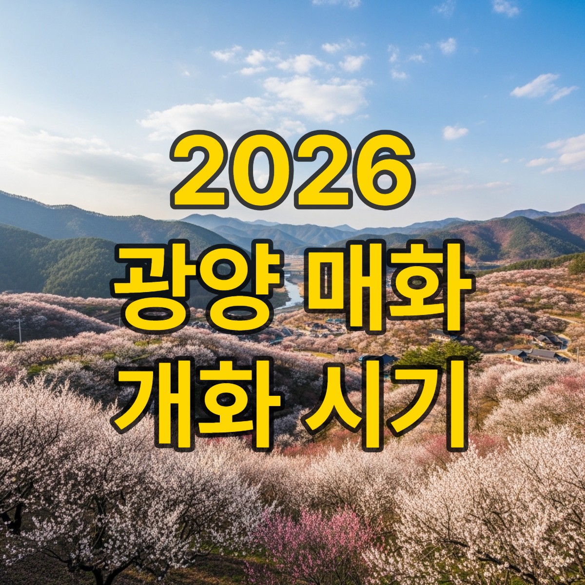 광양 매화 개화시기