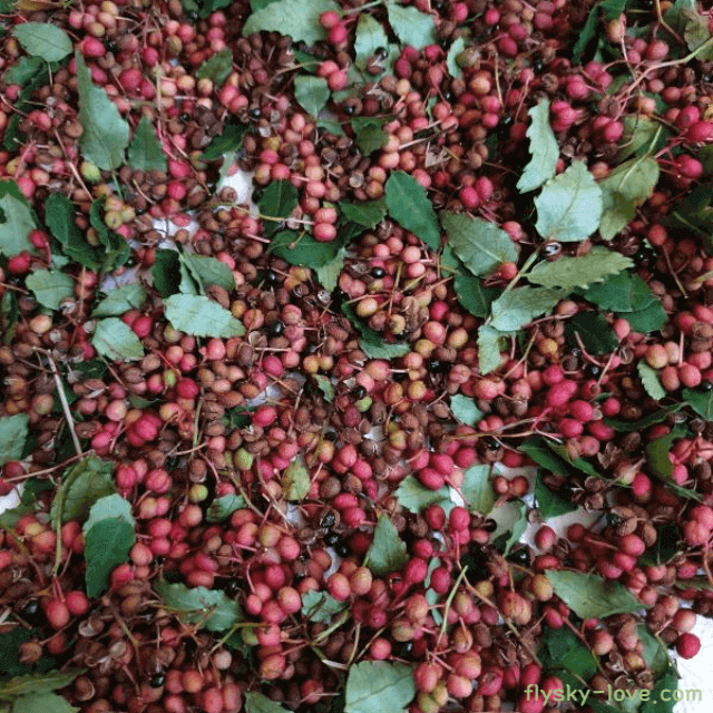 불면증에 좋은 제피