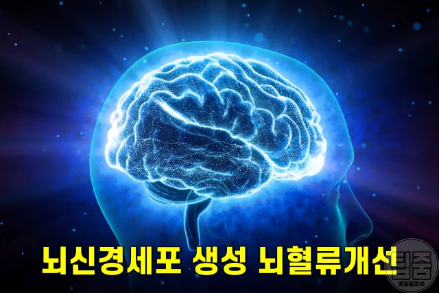 코코아 효능,코코아가루 효능,치매에좋은음식