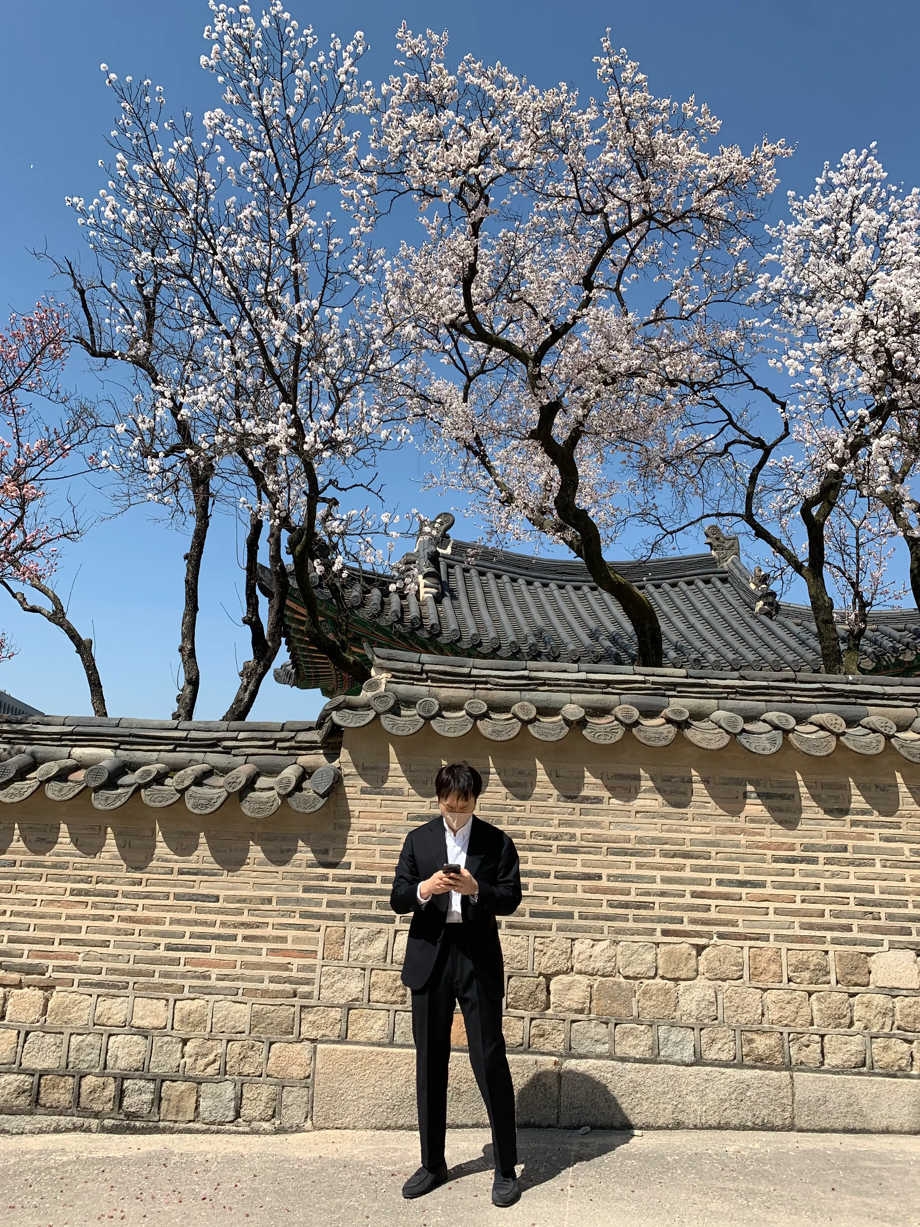 벚꽃축제 관련 사진