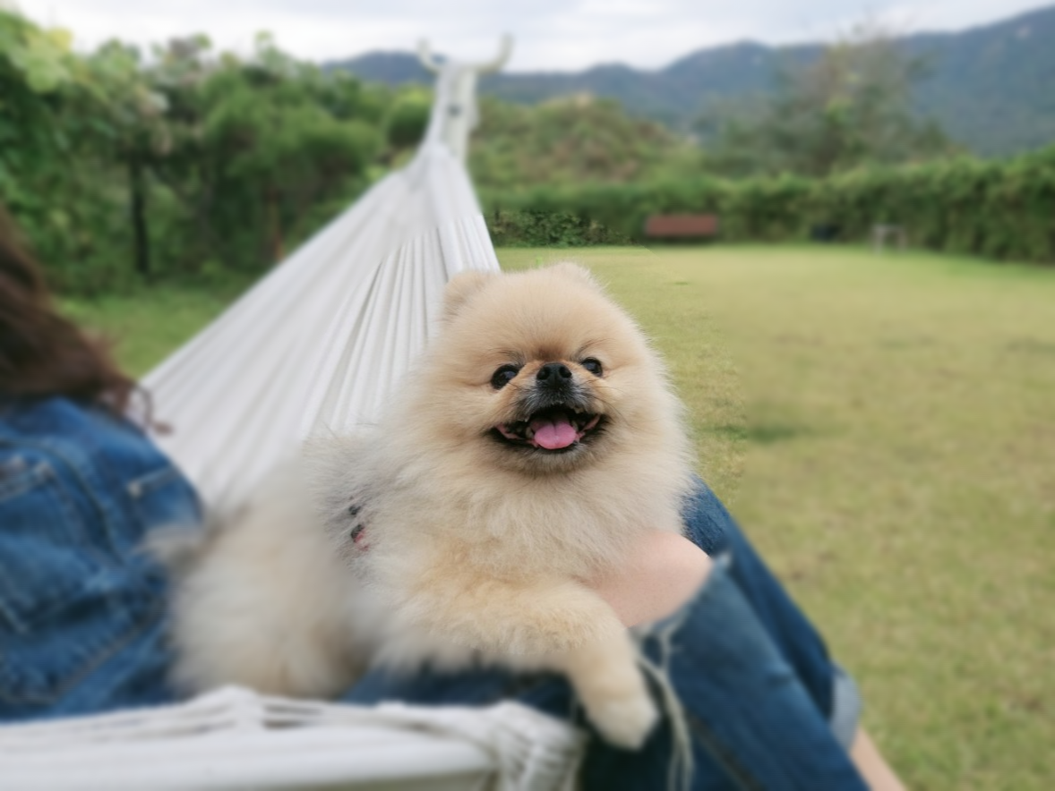 웃고 있는 강아지