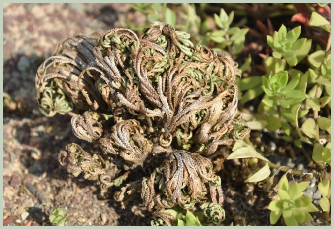 부처손 효능 부작용