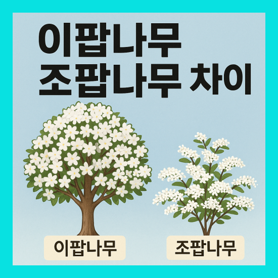 이팝나무와 조팝나무 차이