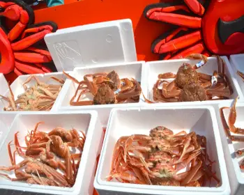 영덕대게축제_11