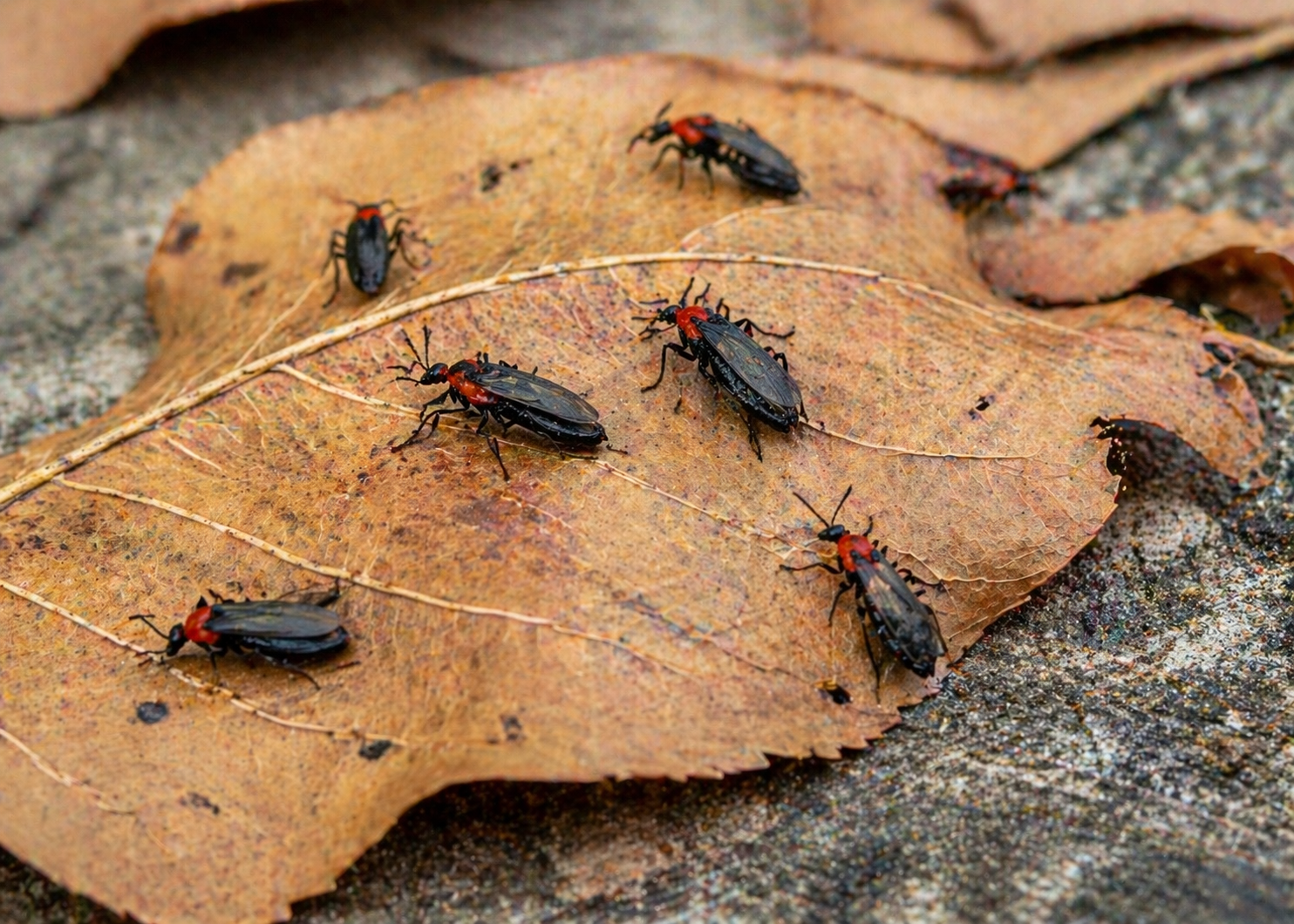 러브버그 대처법