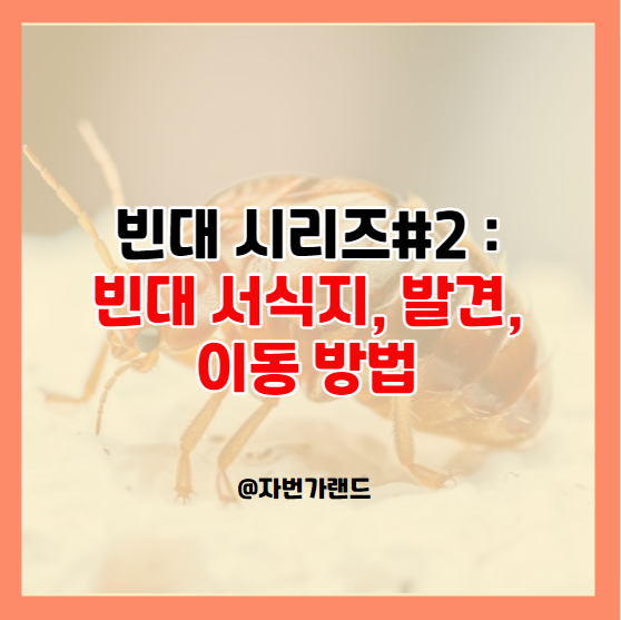 빈대-서식지-발견-이동방법