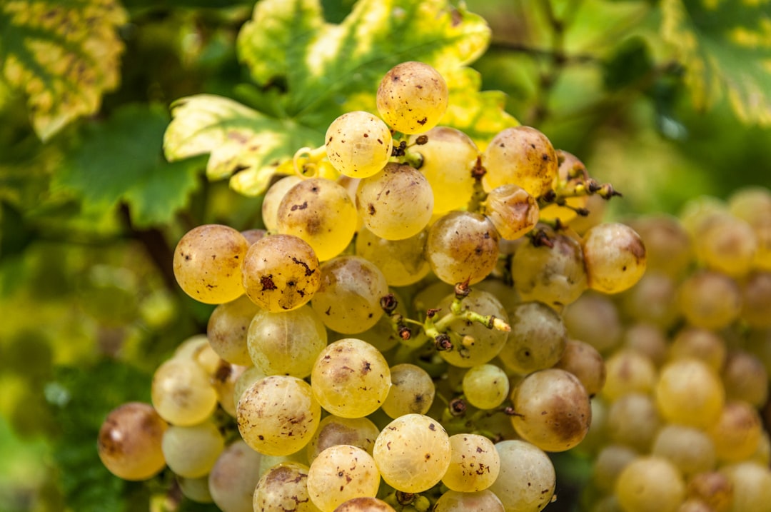 Raisin benefits