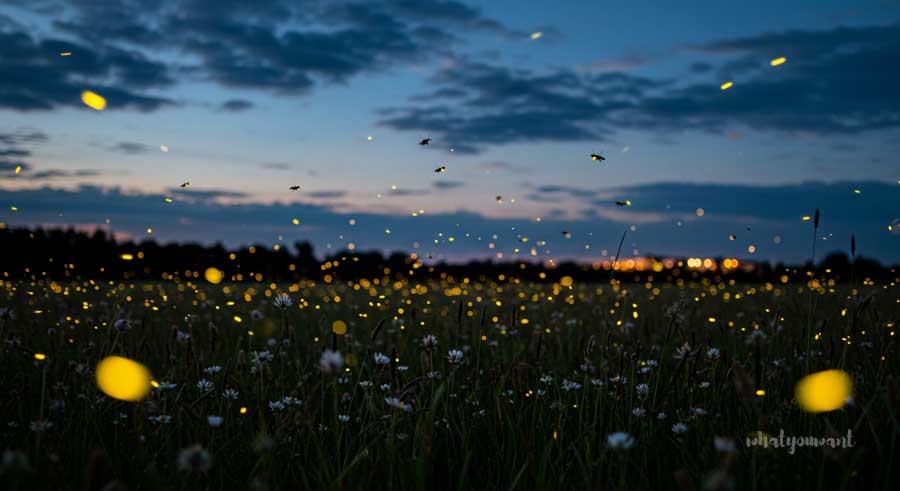 여름 촌캉스, 별과 반딧불이 감상