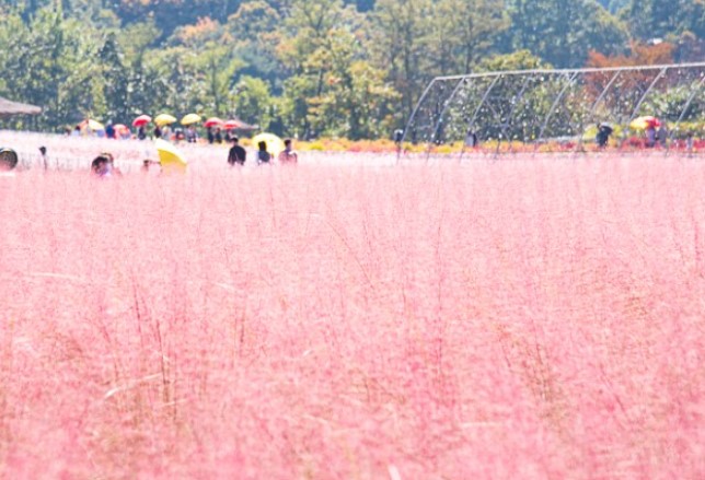 고석정꽃밭-핑크뮬리