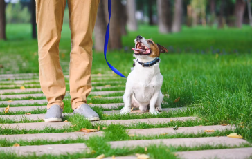 개가 목줄을 당길 때의 대처법 주인을 보고 걷는 연습.