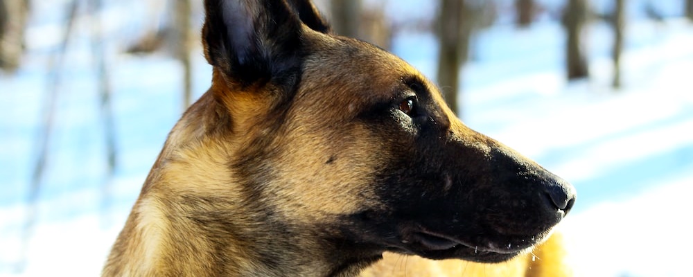 강아지 앉아 훈련 11