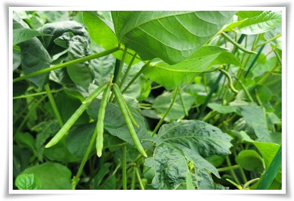 &quot;텃밭, 4월에 심기 좋은 작물&quot; 상추 시금치 열무 쑥갓 케일 루꼴라 당근 비트 무 감자 완두콩 땅콩 녹두 ...