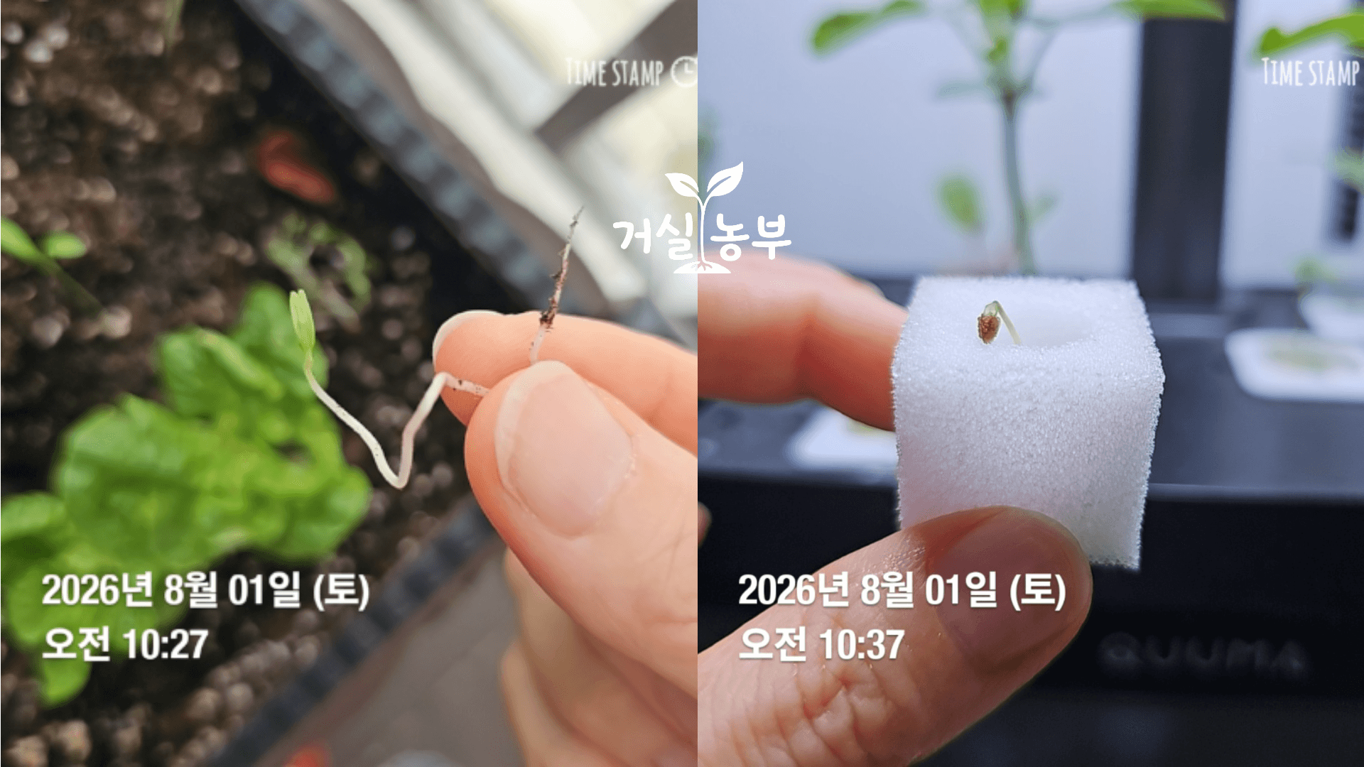 발아 후 흙에서 꺼내 수경재배용 스펀지로 옮긴 어린 방울토마토 모종