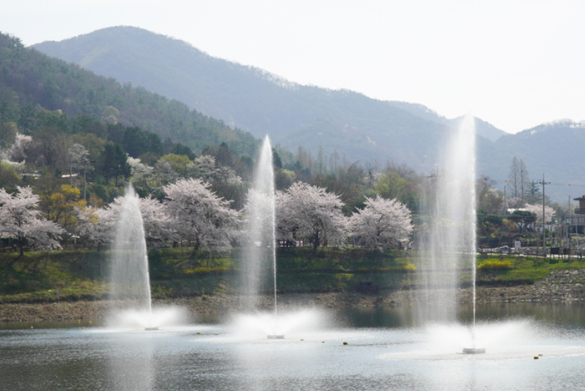 화순벚꽃명소맛집
