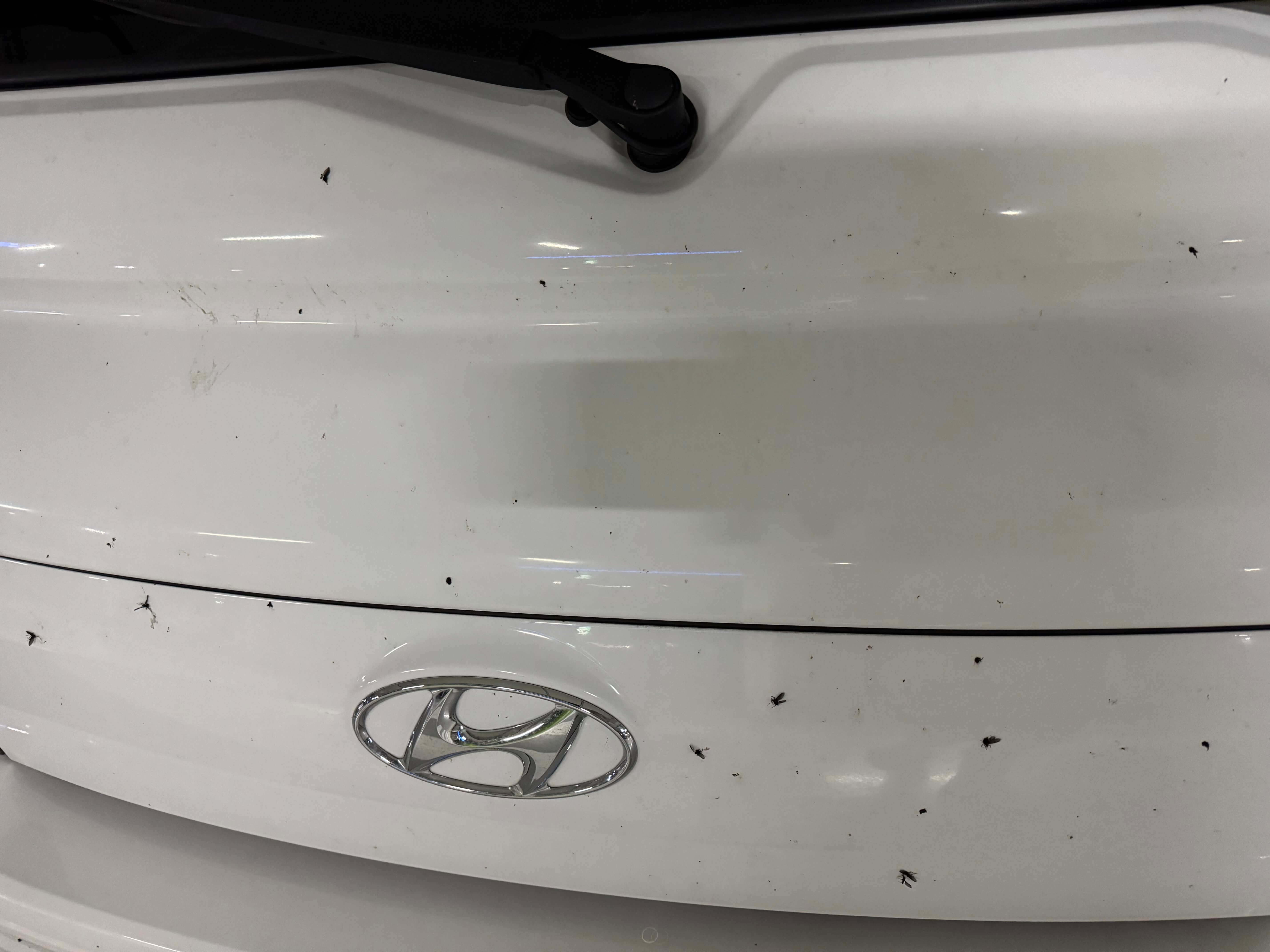 러브버그로 차량 범퍼 오염 