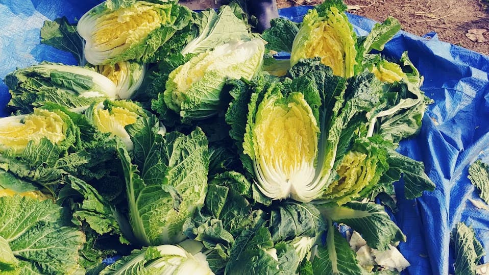 갓 수확한 깨끗한 배추