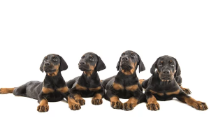 도베르만 핀셔 사진/ 출처:어도비스톡