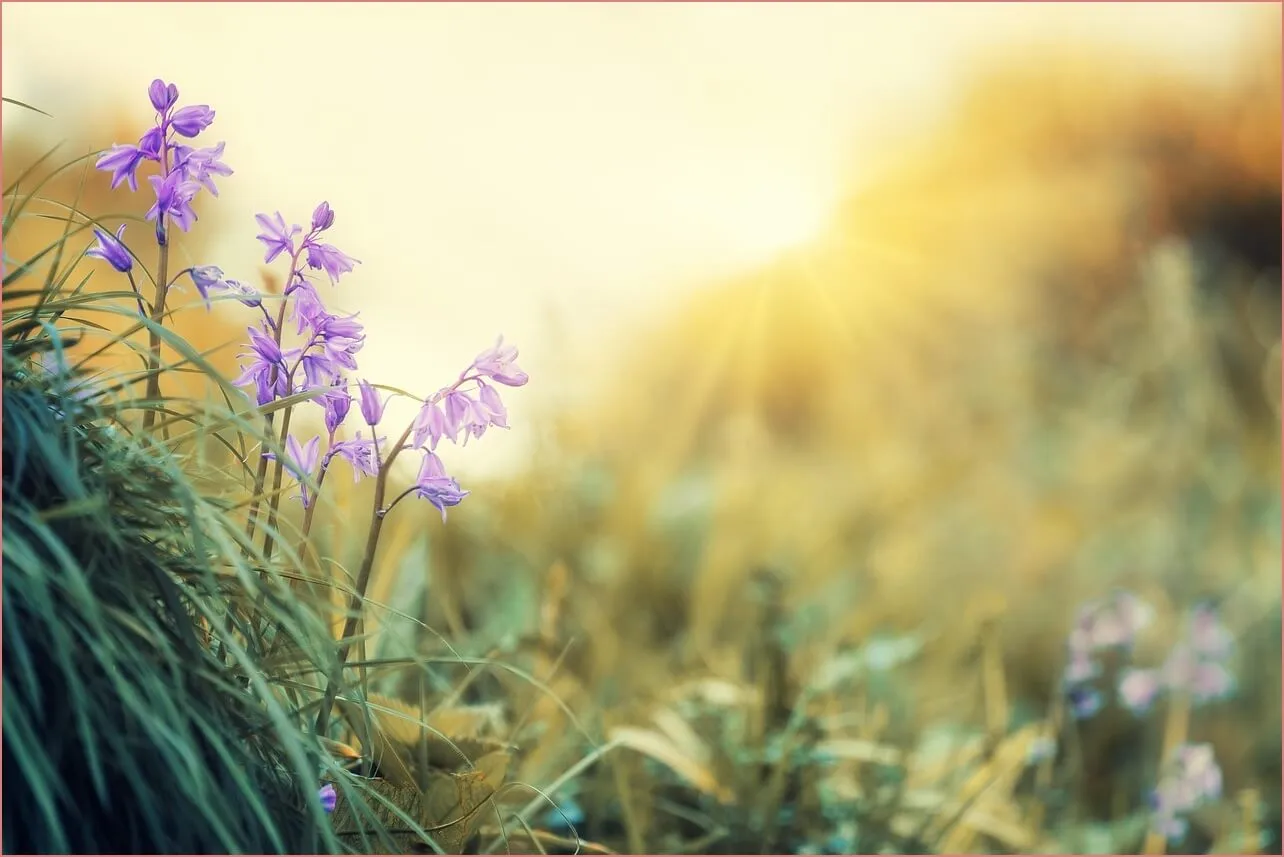 장생포 수국축제 주차장