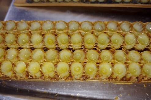 생생정보 나나랜드 경북 영천 꿀벌 부부 실버 로얄제리 산골 양봉원 주문방법