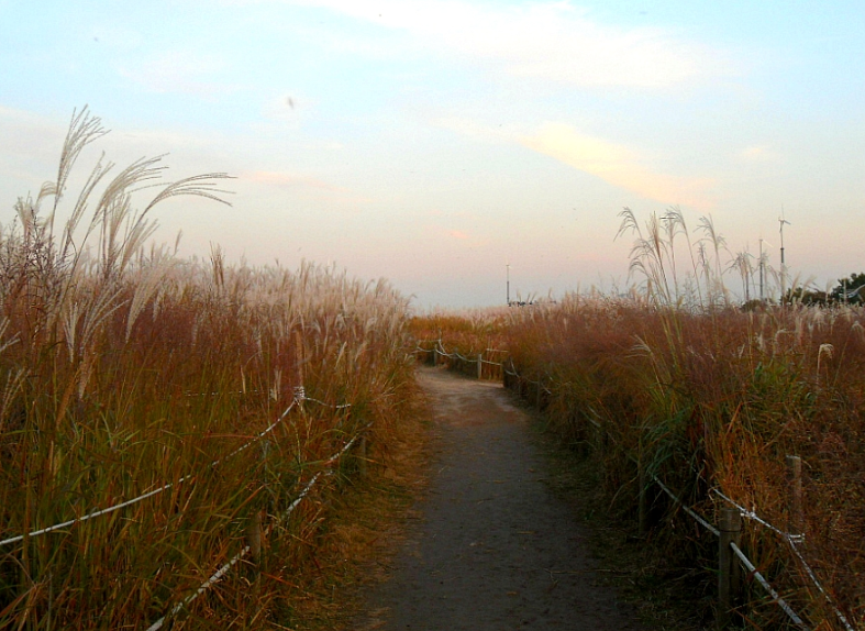 하늘공원 억새축제