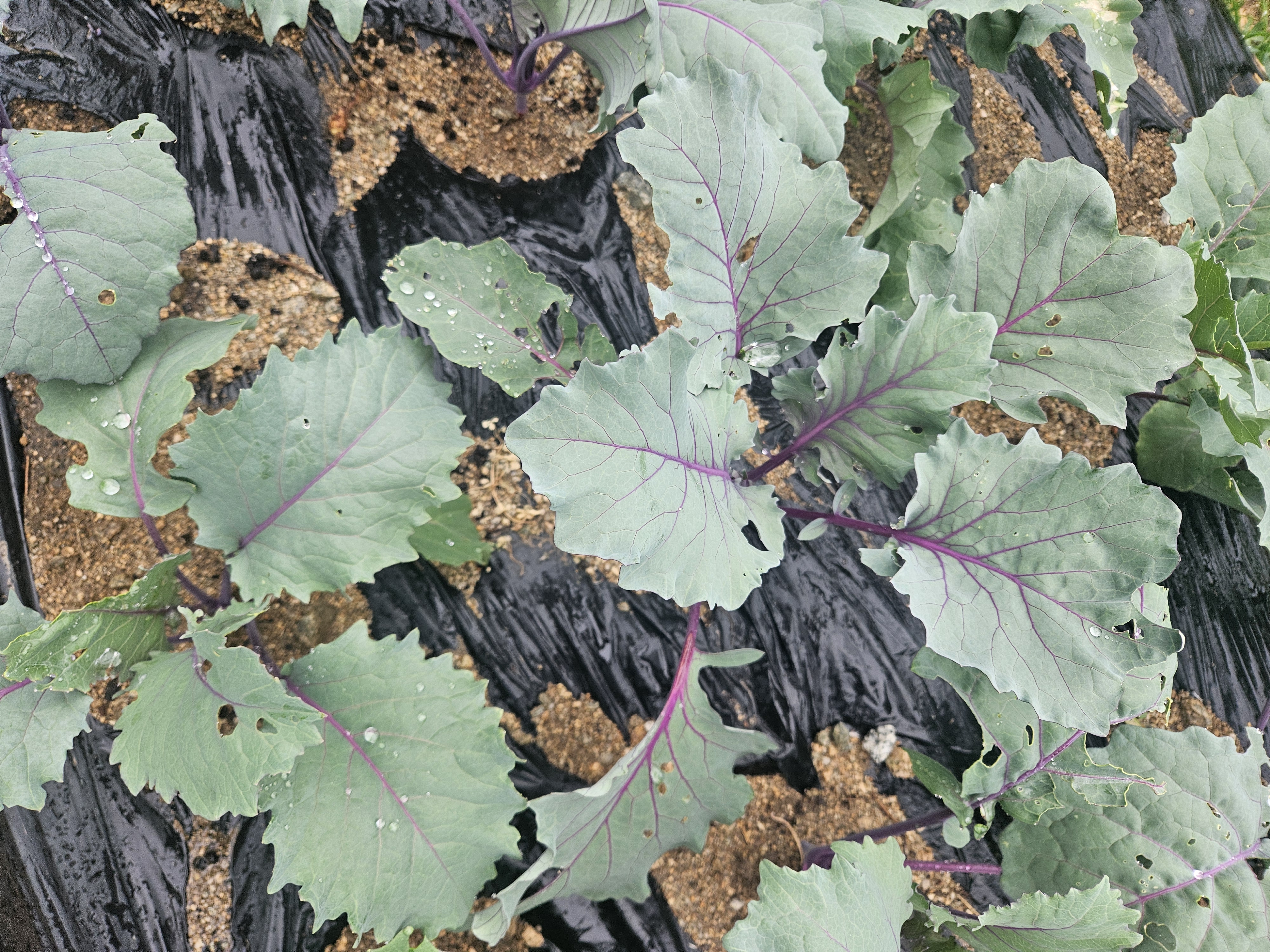 텃밭이 나를 가꾼다 – 마당에서 시작한 삶의 변화 관련 사진