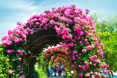 2025 중랑 서울장미축제 일정, 볼거리, 꿀팁 총정리!