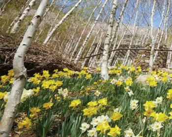 화담숲 예약 봄 수선화 축제_13