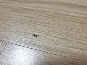 집안 벌레 퇴치법_19