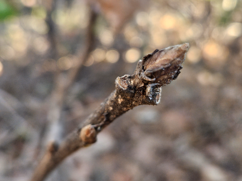 떡갈나무 겨울눈2