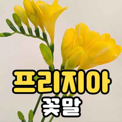 프리지아 꽃말