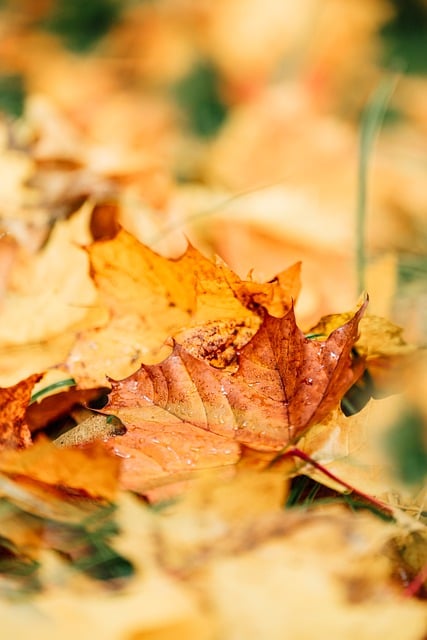 단풍여행 추천지