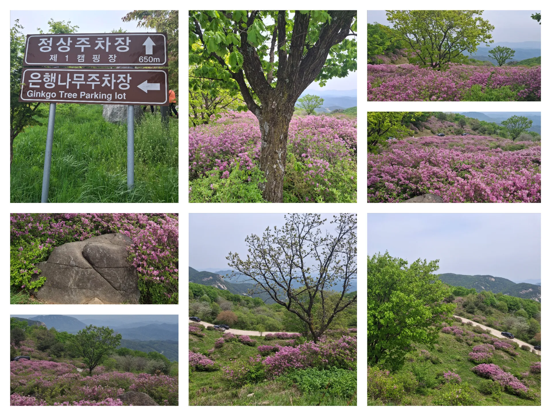 봄 황매산