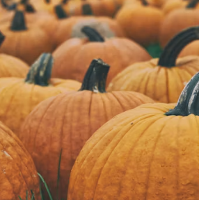 호박 효능과 부작용 고르는법 칼로리