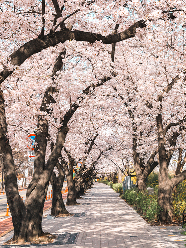 2025 여의도 벚꽃축제 일정