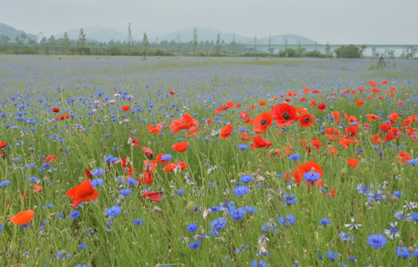 고령 어북실 수레국화 명소, 인생샷 명당과 개화시기 총정리!