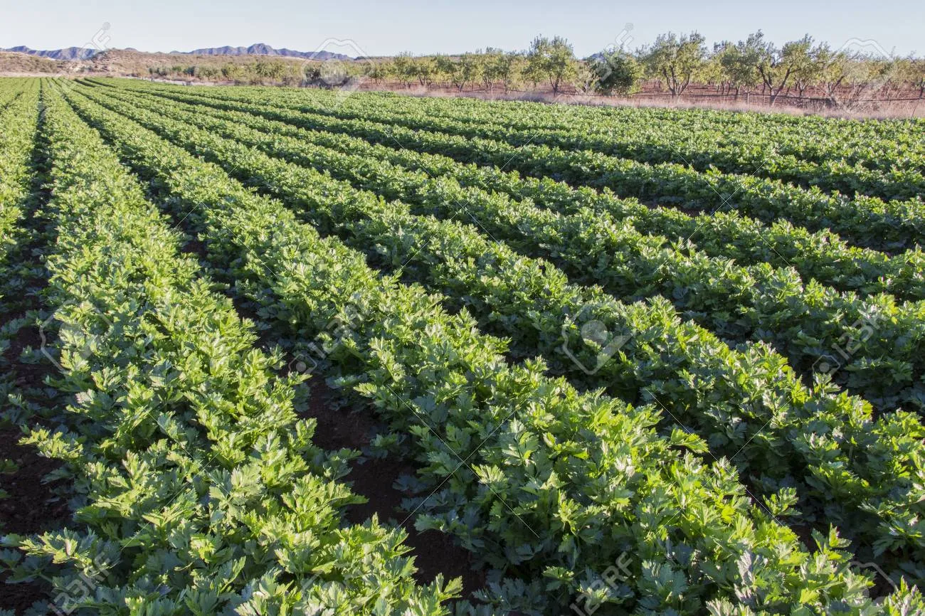 샐러리 재배 모종 심기 재배 거리 수확 연장_7