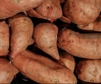 고구마 수확시기