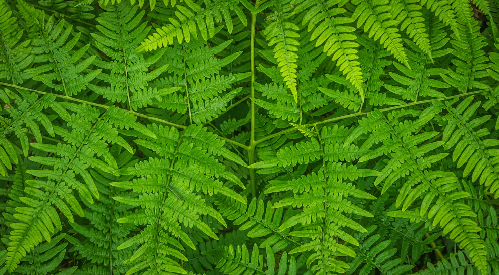 고사리_주의사항