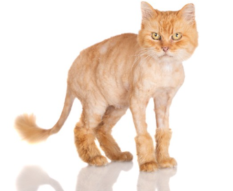 여름에 자른 고양이.