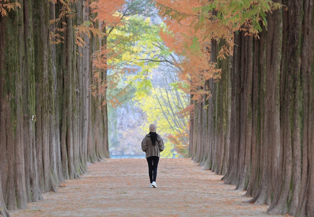 남이섬 메타세콰이어 길