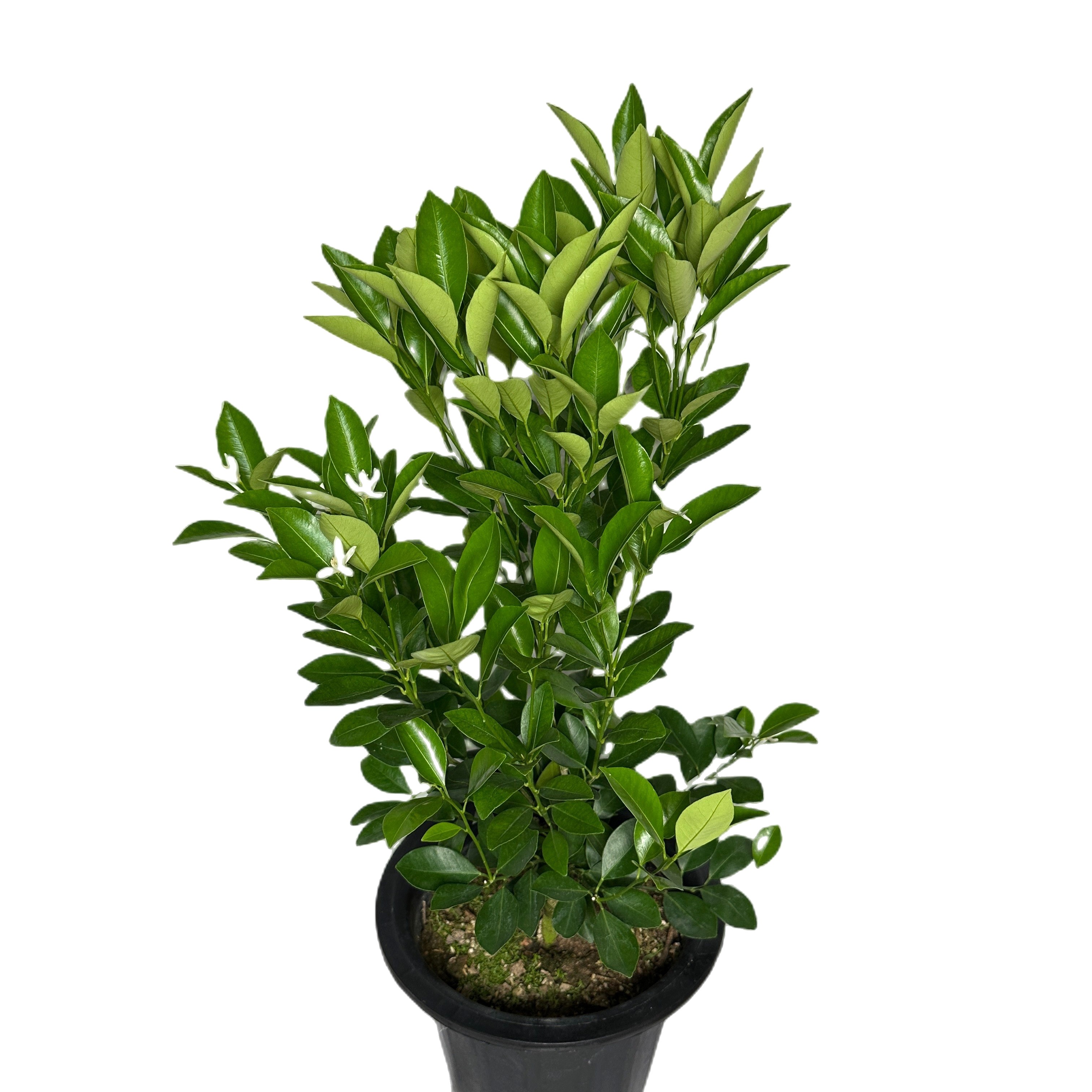 유주나무 키우기 금귤나무 키우기 쉬운 나무