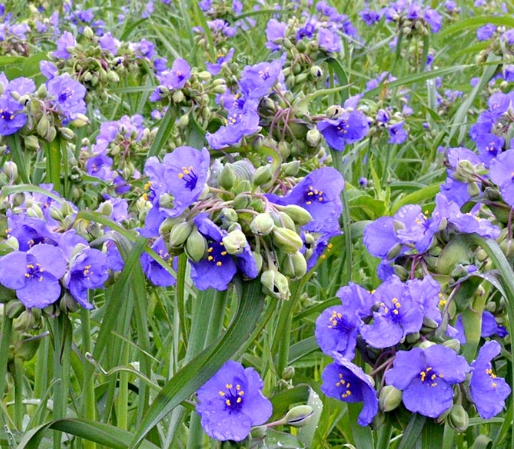 가을에 피는 꽃 자주달개비