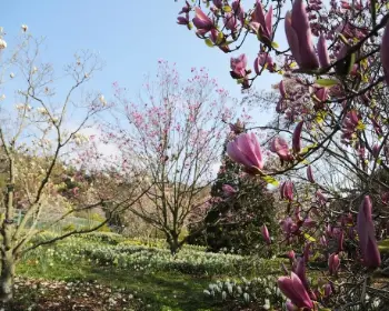 천리포수목원 목련 축제_3