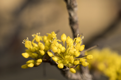 구례 산수유축제 일정