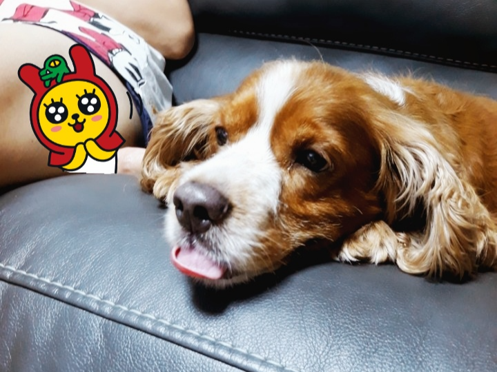 암컷 강아지 자궁축농증