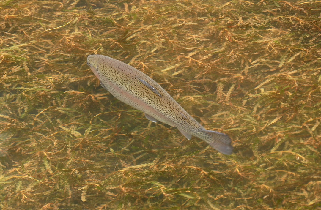 Trout