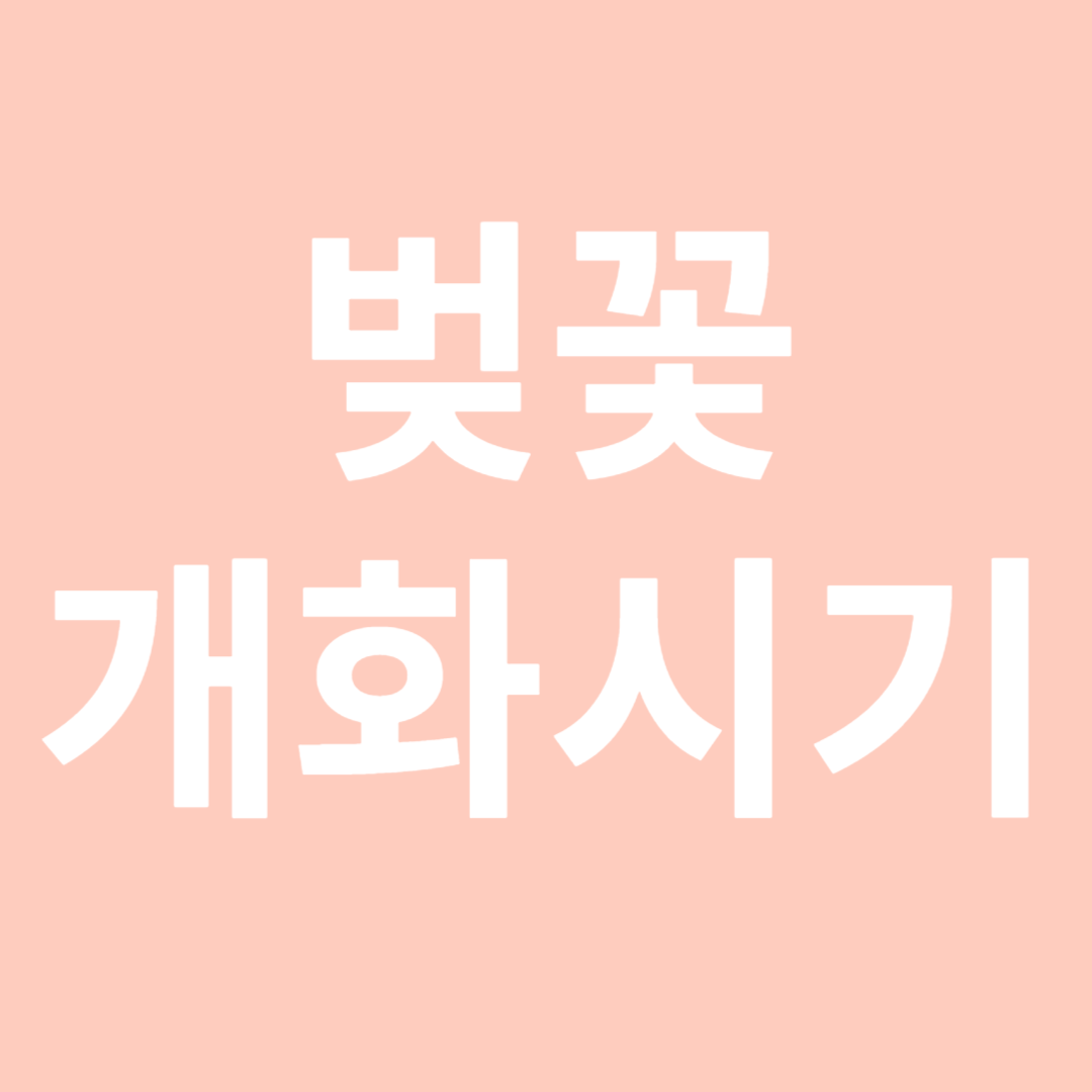 벚꽃 개화 시기